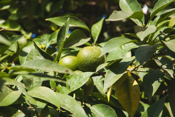 Uva de mandarinas verdes en ramas de árboles - foto de stock