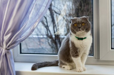 Komik meraklı kedi oturuyor musun, müşteriyle. 