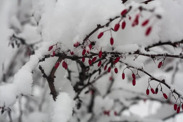 Bagas Barrberry Arbusto Baga Neve — Fotografia de Stock