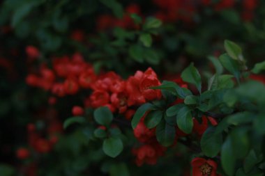 Makro 'da güzel kırmızı akarsular, yakın çekim.