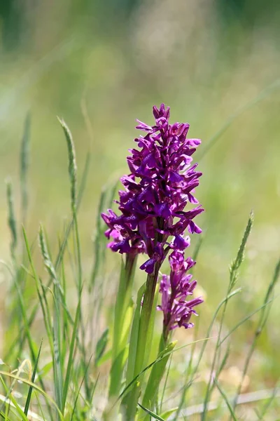 Orchis Morio Floreciente Bosque Primavera — Foto de Stock