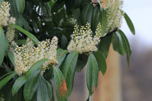 Prunus Laurocerasus Ramas Con Flores Blancas Jardín Primavera —  Fotos de Stock