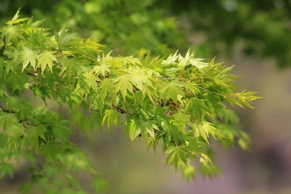 Japanese maple branch with green leaves in spring