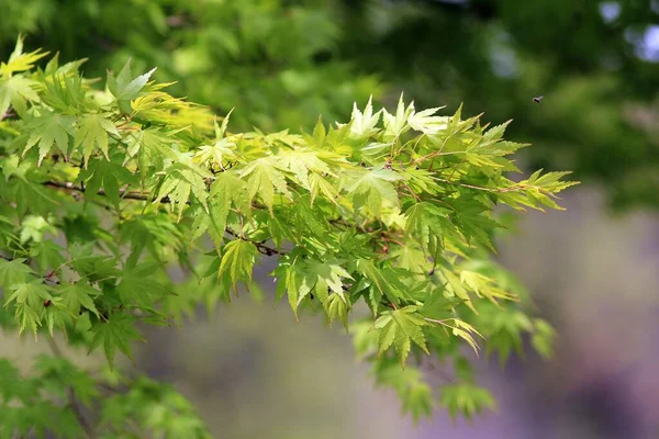 Japán Juharfa Zöld Levelekkel Tavasszal — Stock Fotó