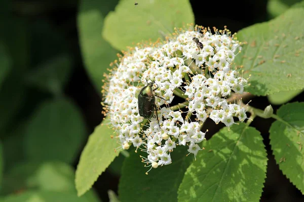 Coléoptère Cetonia Aurata Sur Fleurs Blanches — Photo