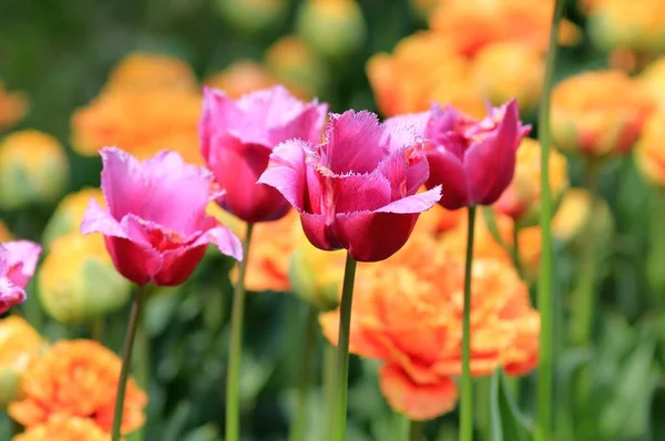 Bunte Tulpen Blumenbeet Seegarten Von Varna Bulgarien April — Stockfoto