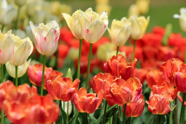 Multi-colored tulips in a flower bed in the Sea garden of Varna (Bulgaria) in April