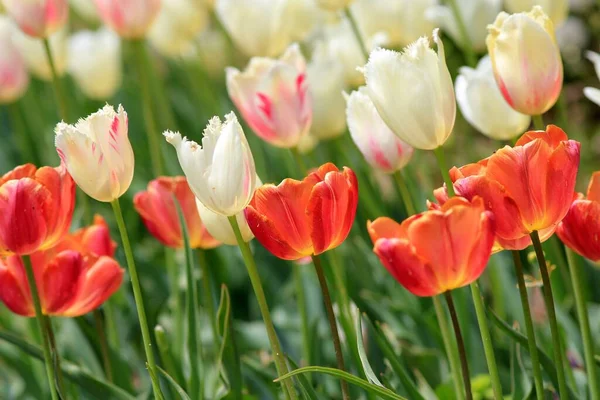 Bunte Tulpen Blumenbeet Seegarten Von Varna Bulgarien April — Stockfoto