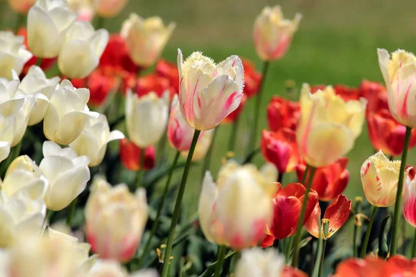 Bunte Tulpen Blumenbeet Seegarten Von Varna Bulgarien April — Stockfoto