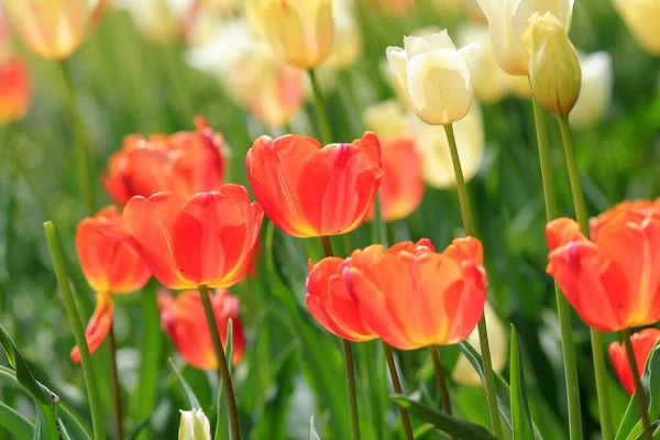 Bunte Tulpen Blumenbeet Seegarten Von Varna Bulgarien April — Stockfoto