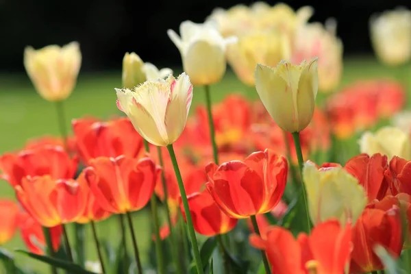 Multi-colored tulips in a flower bed in the Sea garden of Varna (Bulgaria) in April