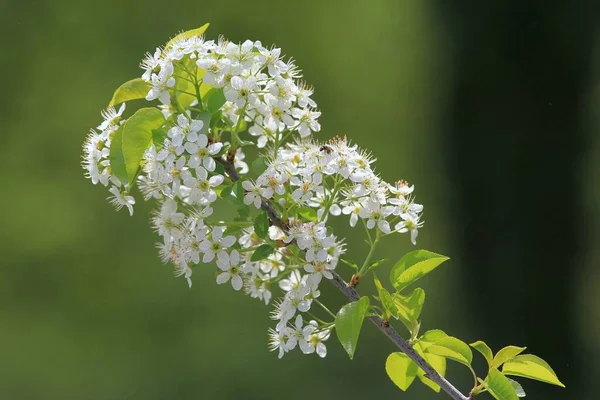 Blommande Grenar Prunus Parken — Stockfoto