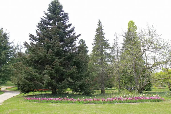 Ogród Botaniczny Warny Bułgaria Wiosną — Zdjęcie stockowe