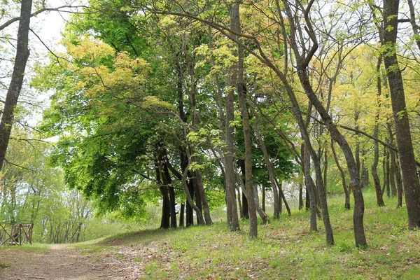 Giardino Botanico Varna Bulgaria Primavera — Foto Stock