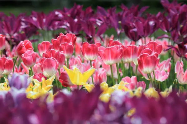 4月のヴァルナ海の庭 ブルガリア の花壇の多色チューリップ — ストック写真