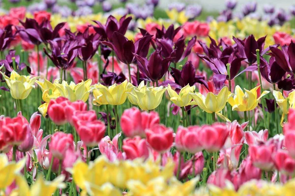 4月のヴァルナ海の庭 ブルガリア の花壇の多色チューリップ — ストック写真
