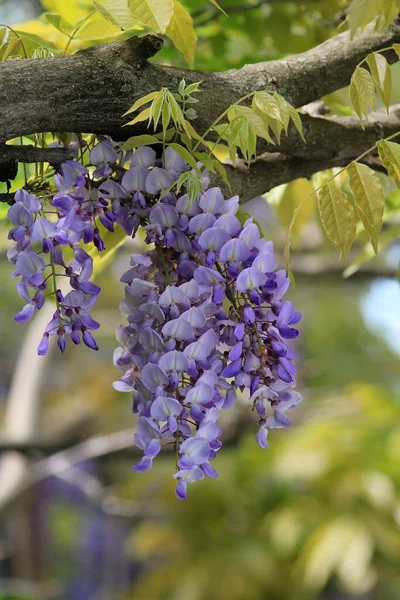 Blommande Wisteria Trädgården Ren — Stockfoto