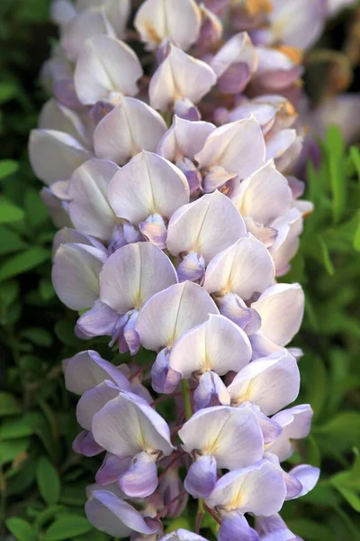 Blommande Wisteria Trädgården Ren — Stockfoto