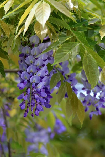 Blommande Wisteria Trädgården Ren — Stockfoto