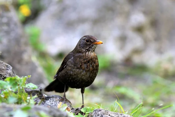 Blackbird Turdus Merula Park — Stock Photo, Image