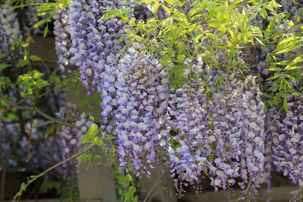 Blommande Wisteria Trädgården Ren — Stockfoto