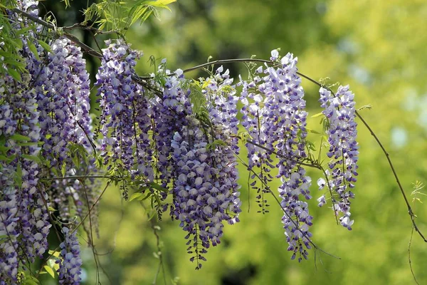 Blommande Wisteria Trädgården Ren — Stockfoto