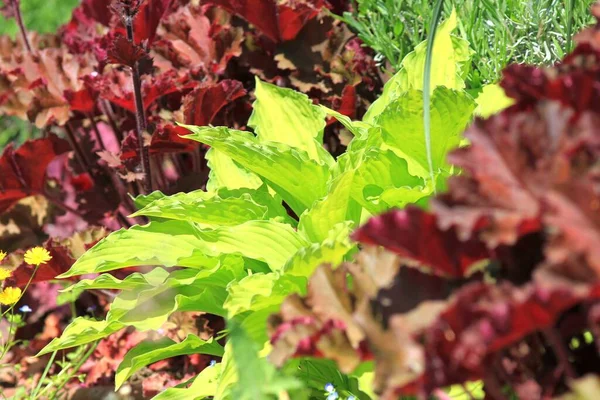 Green Hosta Leaves Garden Design — Stock Photo, Image