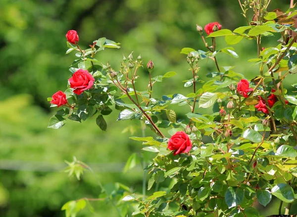 Röda Rosor Blommar Trädgården — Stockfoto