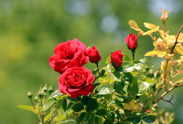 Rote Rosen Blühen Garten — Stockfoto