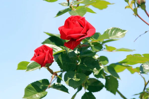 Rosas Rojas Floreciendo Jardín —  Fotos de Stock