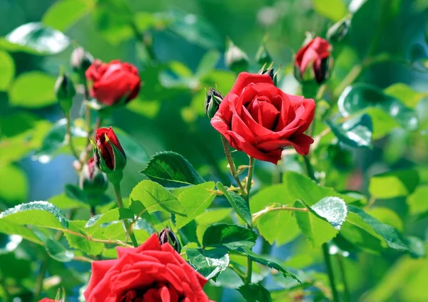 Rosas Rojas Floreciendo Jardín —  Fotos de Stock