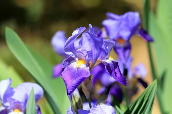 Iris Blu Vicino Giardino Primavera — Foto Stock