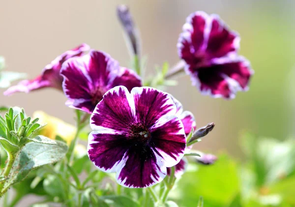 Petunias Púrpuras Jardín Primavera —  Fotos de Stock