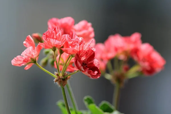 Pink Geranium Flowers Close — Stock Photo, Image