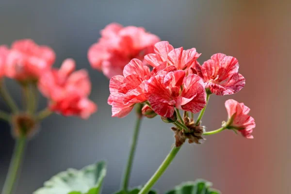 Розовые Цветы Герань Закрыть — стоковое фото