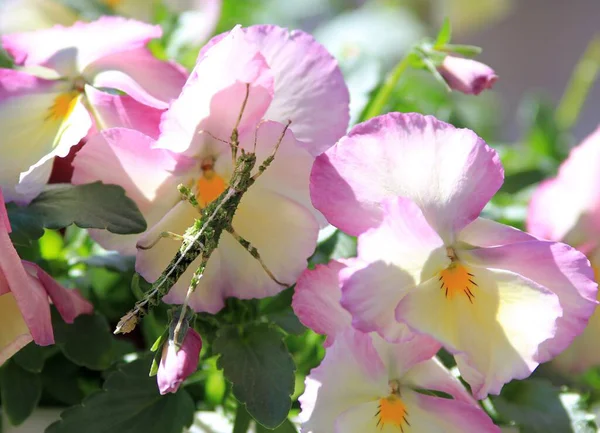 Stick Insect Sungaya Inexpectata Flowers Garden — Stock Photo, Image