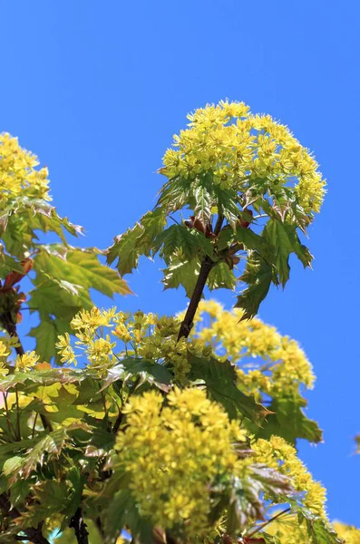 Floraison Acer Platanoides Printemps Dans Parc — Photo