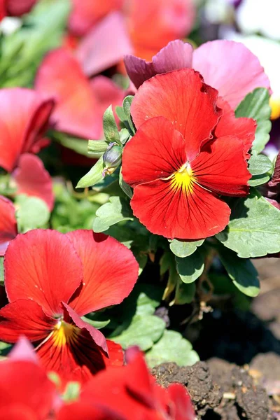 Red Pansies Park Spring — Stock Photo, Image