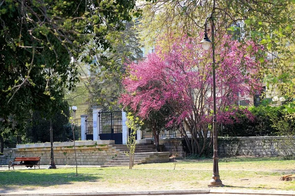 Street Center Varna Bulgaria Spring — Stock Photo, Image