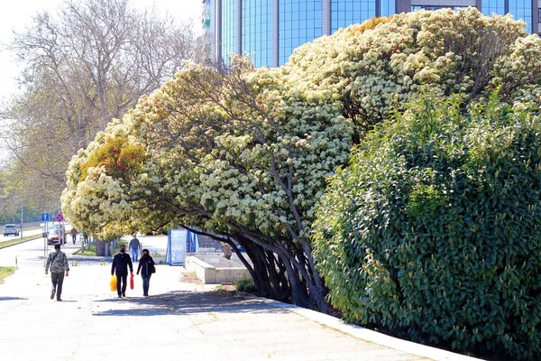 Rua Centro Varna Bulgária Primavera — Fotografia de Stock