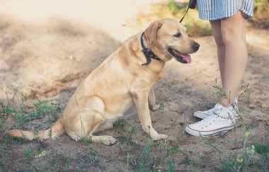 Sarı labrador retriever köpek bacaklar kum kadının yanında oturmak