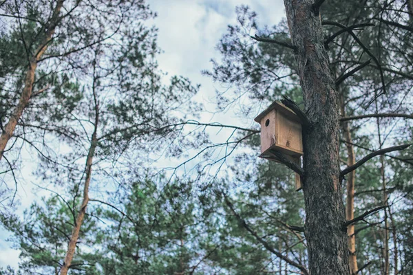 Fa madárház egy fán az erdőben és a parkban — Stock Fotó