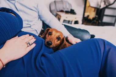 Genç aile, hamile kadın ve onun ortağı veya kocası ile katta oturan köpek