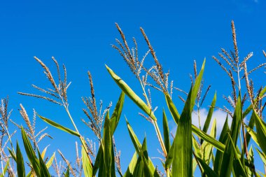 Yaz parlak mavi gökyüzü önünde içinde mısır bitkileri, Mısır kulakları yakın çekim.