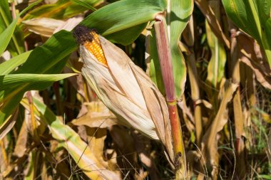 Bir Mısır koçanı ile olgun altın sarı mısır çekirdekleri Mısır alanındaki tarih yakın çekim.