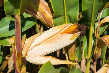 Altın sarı mısır taneleri ile güneş olgunlaşmış koçanı Close-up.