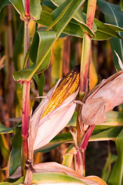Güneş olgunlaşmış bir Mısır koçanı Mısır alanında Close-up.