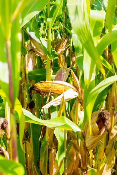 Maíz en la mazorca, maduro con maíz dorado en un campo de maíz justo antes de la cosecha . —  Fotos de Stock