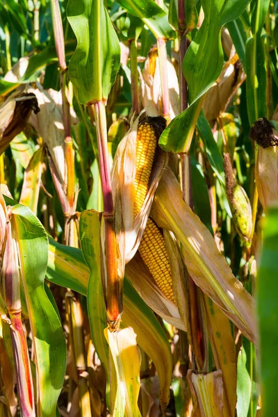 Rayos de sol caen sobre mazorcas de maíz maduras en un campo de maíz justo antes de la cosecha . —  Fotos de Stock