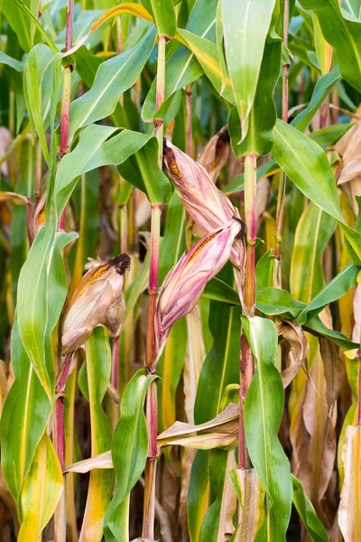 Maíz en la mazorca con maíz dorado maduro en un campo de maíz . —  Fotos de Stock